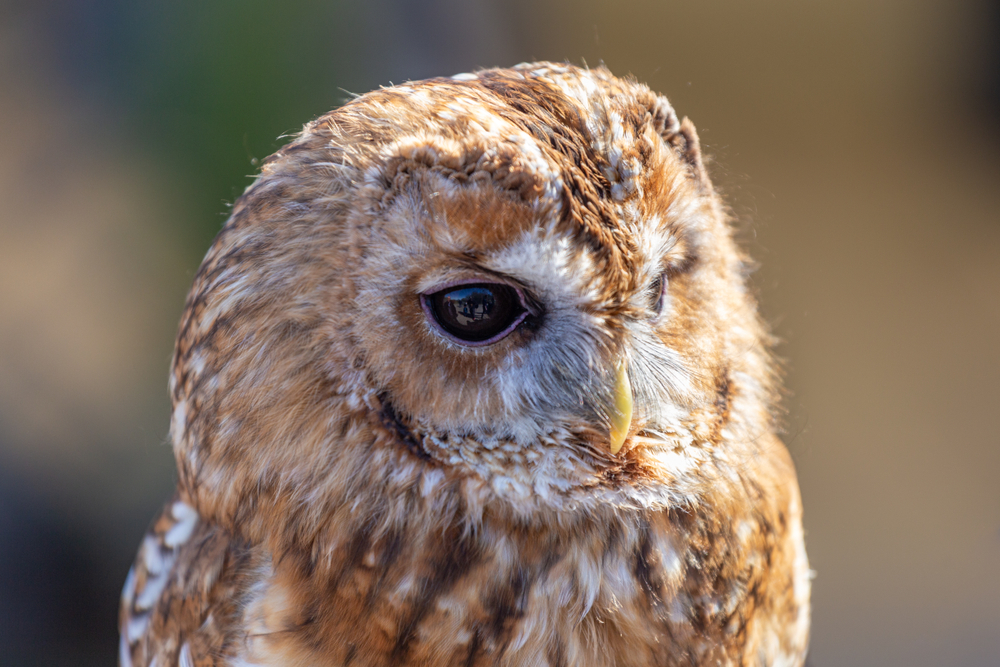 British Wildlife Centre