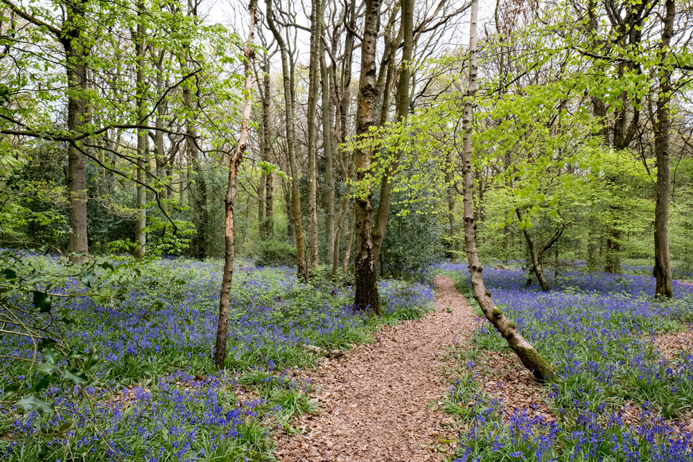 Staffhurst Wood