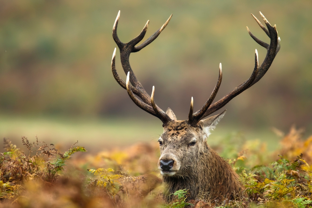 A red deer stag.